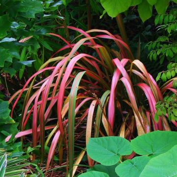 Phormium tenax Jester - Lino de Nueva Zelanda