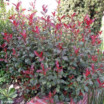 Photinia fraseri Corallina - Fotinia