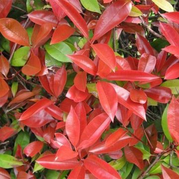 Photinia fraseri Dicker Toni - Fotinia
