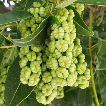 Phytolacca dioica - Ombú