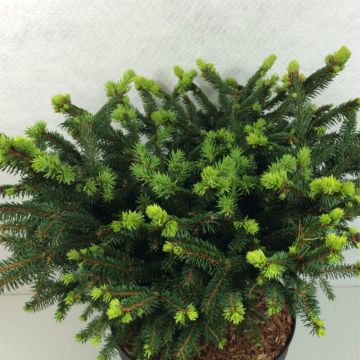 Picea abies Hana Subutus - Pícea común