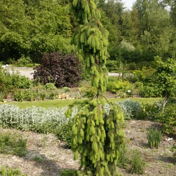 Epicéa pleureur - Picea abies Krasickiana