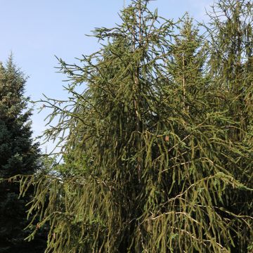 Epicea commun - Picea abies Virgata