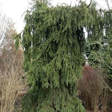 Epicéa pleureur - Picea abies Wartburg