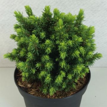 Picea glauca Dendrofarma Gold - Pícea blanca