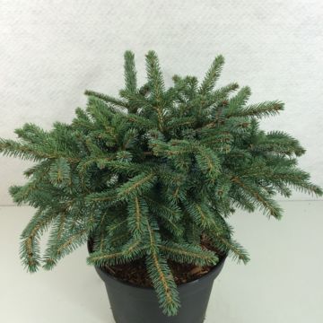 Picea mariana Machala - Abeto negro