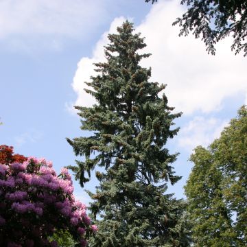 Epicéa bleu du Colorado - Picea pungens