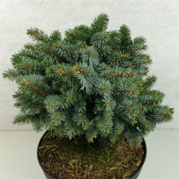 Picea sitchensis Rom - Pícea de Sitka