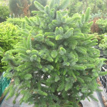 Picea sitchensis Sugarloaf - Pícea de Sitka