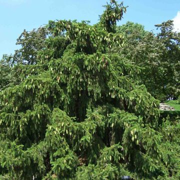 Picea abies Acrocona - Pícea común