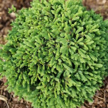 Picea glauca Echiniformis - Pícea blanca