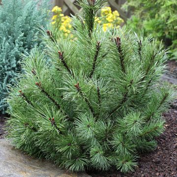Pinus uncinata - Pino negro