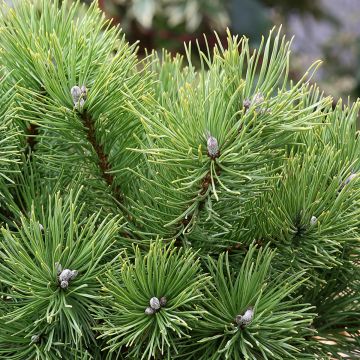 Pino negro Allgäu - Pinus mugo