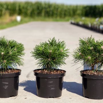 Pino negro Benjamin - Pinus mugo