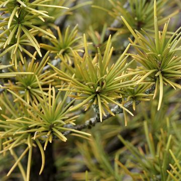 Pino negro Mops Gold - Pinus mugo