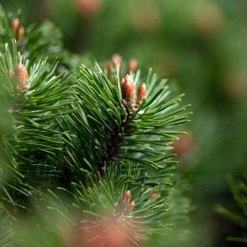 Pino negro Mumpitz - Pinus mugo