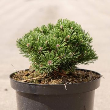 Pino negro Sherwood Compact - Pinus mugo