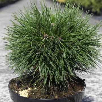 Pino negro Varella - Pinus mugo