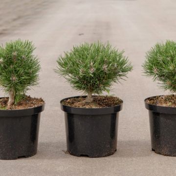 Pino negro Heideperle - Pinus mugo