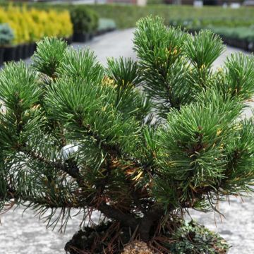 Pino negro Carstens Wintergold - Pinus mugo