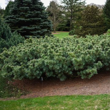 Pinus pumila Glauca - Pino enano siberiano