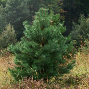 Pino silvestre Norska - Pinus sylvestris