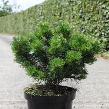 Pino negro Gnom - Pinus mugo