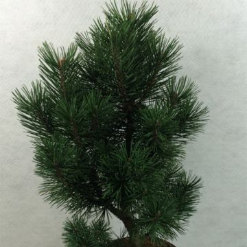 Pino negro Green Column - Pinus mugo