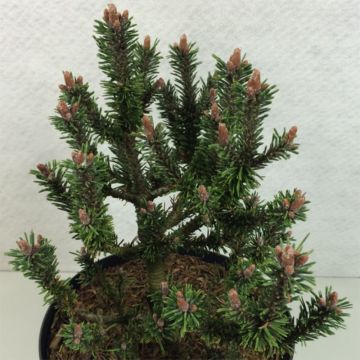 Pino negro Kissen - Pinus mugo