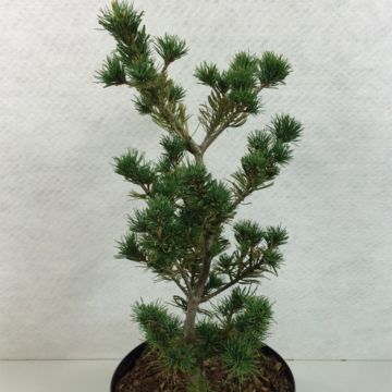 Pino blanco japonés Adcock's Pyramid - Pinus parviflora