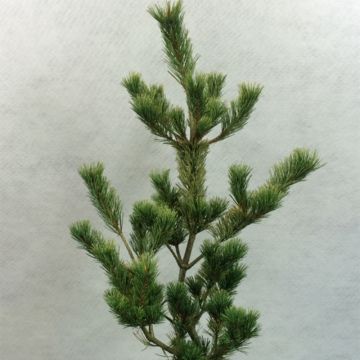 Pino blanco japonés Ogon Goye - Pinus parviflora
