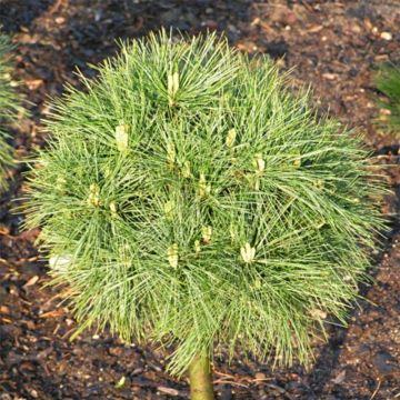 Pino de Weymouth Greg - Pinus strobus