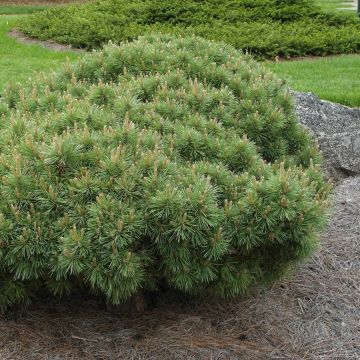 Pino silvestre Sandringham - Pinus sylvestris