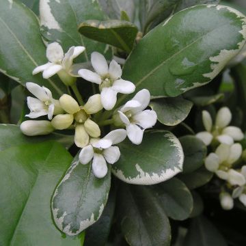 Pittosporum tobira Variegatum - Azahar de la China