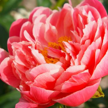 Peonia lactiflora Coral Sunset