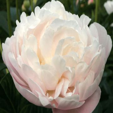 Peonia lactiflora Corinne Wersan