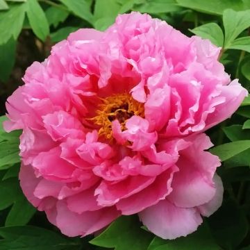 Peonía arbustiva Rou Fu Rong - Paeonia suffruticosa
