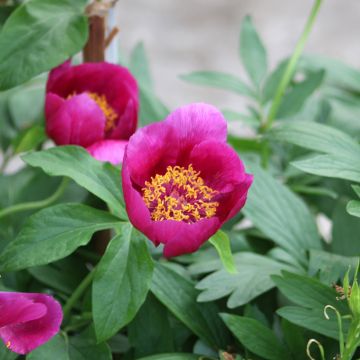 Peonia mascula