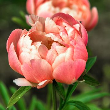 Peonia lactiflora Coral Charm
