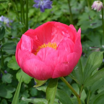 Peonia lactiflora Coral Magic
