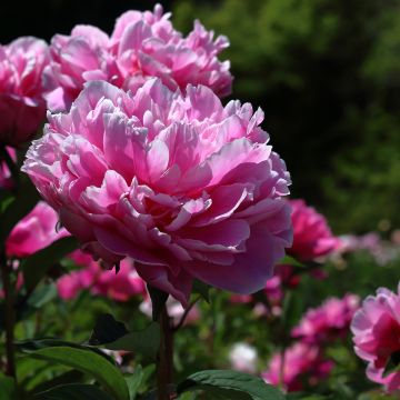 Peonia lactiflora Jacorma