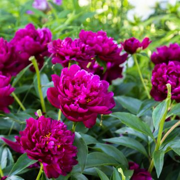 Peonia lactiflora Peter Brand