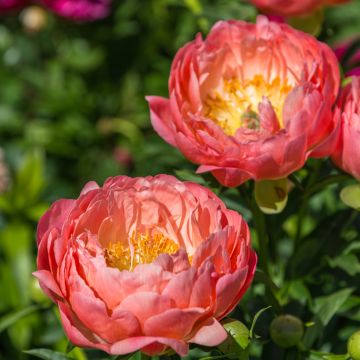 Peonia lactiflora Pink Hawaiian Coral