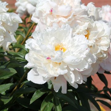 Peonia lactiflora Reine Hortense