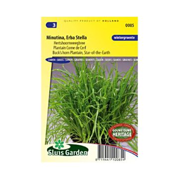 Hierba estrella - Plantago coronupus