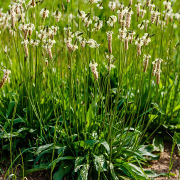 Plantago lanceolata  - Plantain étroit, Herbe à cinq coutures ou à cinq côtes