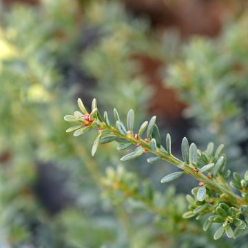 Podocarpus lawrencii Blue Gem - Mañíos