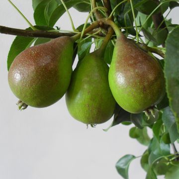 Pera Louise Bonne d'Avranches Bio