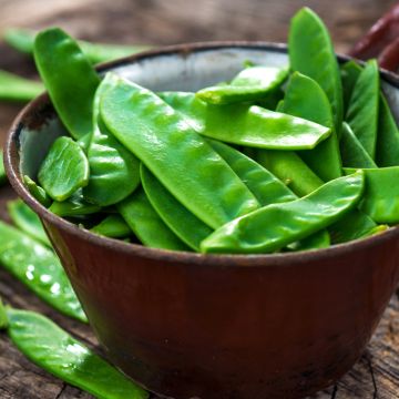 Guisantes verdes Corne de Bélier
