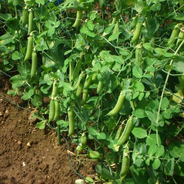 Guisantes verdes Vada